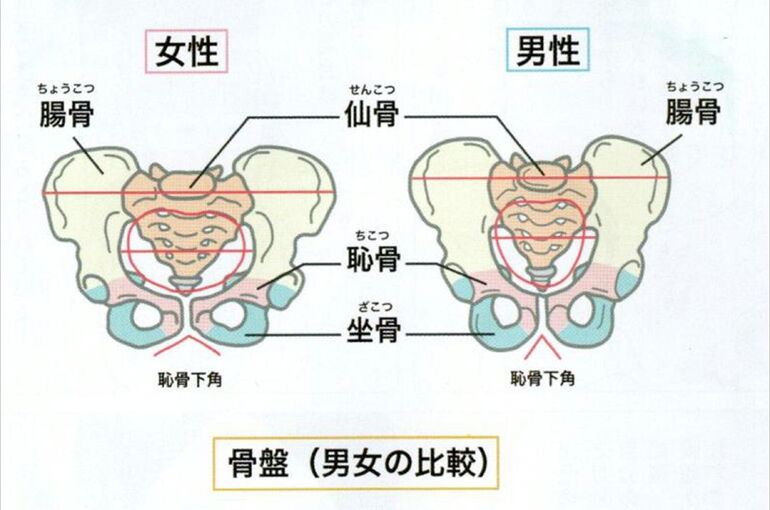 画像　骨盤男女差
